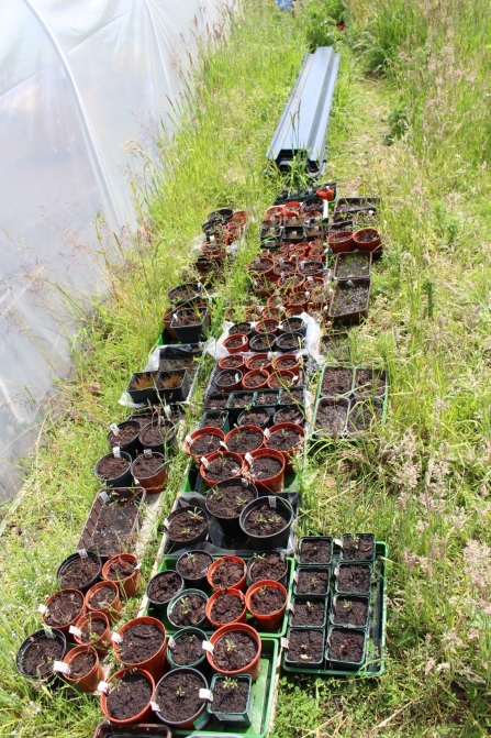 Mossland plants outside the polytunnel at Little Woolden Moss