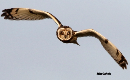 A short-eared owl flying over Lunt Meadows