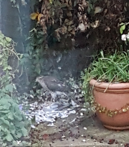 A sparrowhawk standing on the floor of a garden, eating a woodpigeon