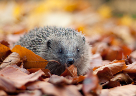 A hedgehog walking through fallen autumn leaves