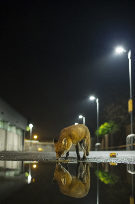 Fox (c) Jamie Hall