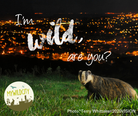 Badger and city backdrop (c) Terry Whittaker/2020VISION