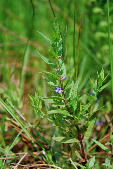 Skullcap growing at Heysham Moss nature reserve, owned by Lancashire Wildlife Trust