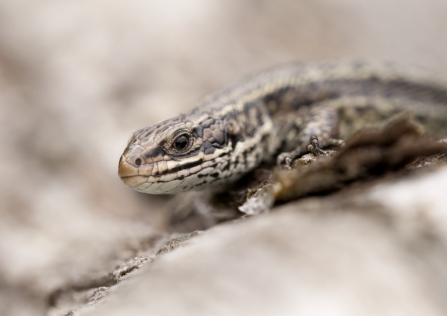 Close-up of a common lizard sitting on a stone