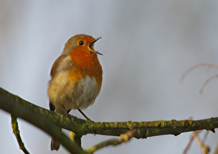 A robin sitting on a tree branch and singing