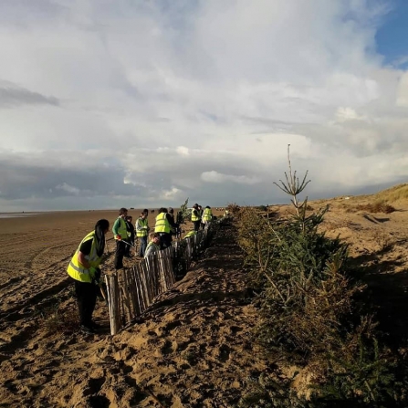 Volunteers planting Christmas trees on the Fylde coast