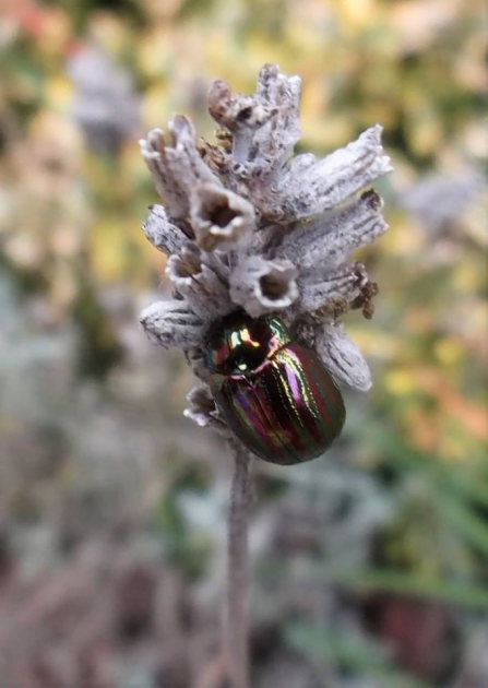 Striped Rosemary Beetle (c) Jeff Gorse