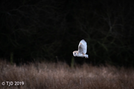 A barn owl hunting over our Heysham Moss nature reserve