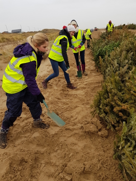 Christmas Tree Planting