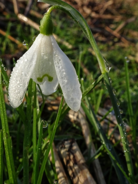 A snowdrop covered in dew peeking out of the leaf litter at Brockholes Nature Reserve