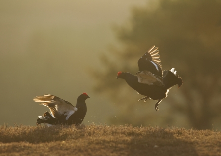 A pair of male black grouse lekking at dawn