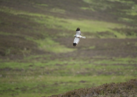 A male hen harrier soaring over moorland