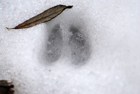 Deer track in the snow