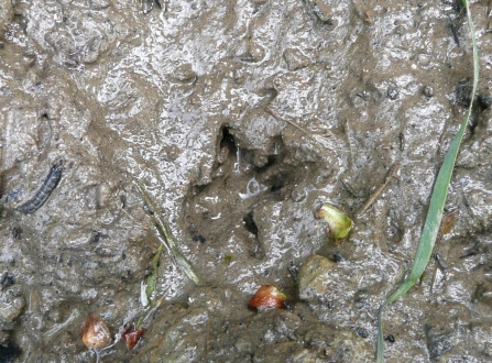 Water vole track in mud