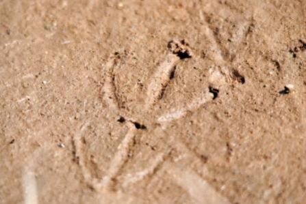 Bird tracks in sand