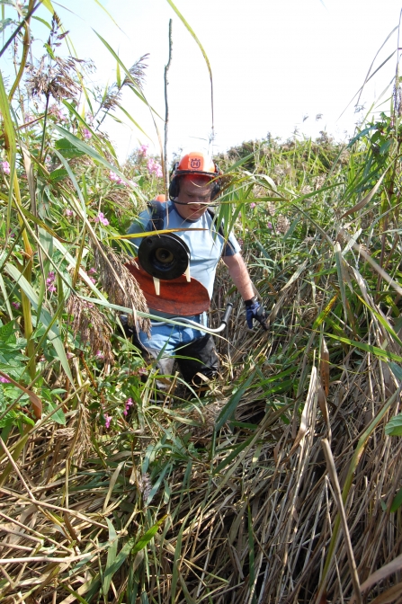 A volunteer cutting back reeds at Doffcocker Lodge in Bolton