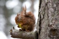 A red squirrel in Formby suffering from the effects of squirrel pox