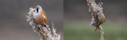A male and female bearded tit clinging to reeds at Lunt Meadows nature reserve