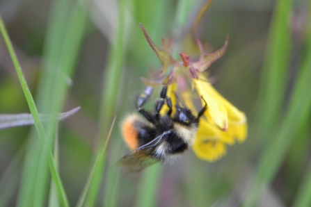 A bilberry bumblebee feeding from a yellow wildflower