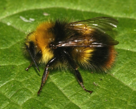 An early bumblebee resting on a bright green leaf