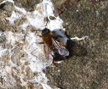 Gwynne's mining bee resting on a wall in the sunshine