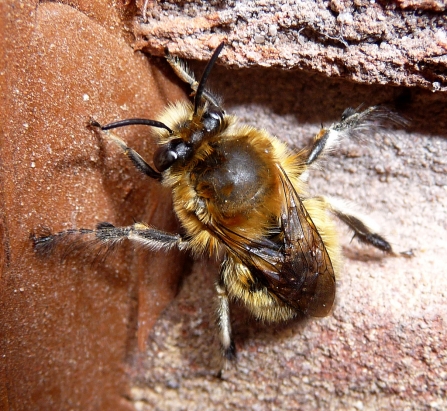 A hairy-footed flower bee resting on a brick wall in the sunshine