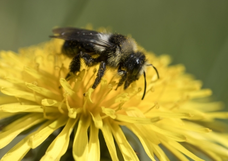 An ashy mining bee feeding from a dandelion