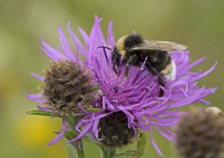 A buff-tailed bumblebee feeding from a purple wildflower