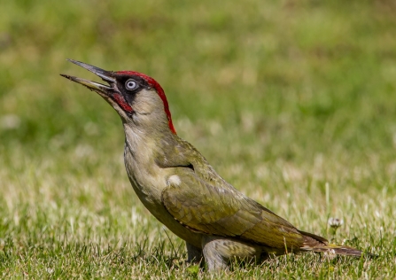 A green woodpecker standing on the ground and calling
