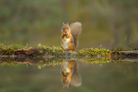 A red squirrel eating an acorn by a pool