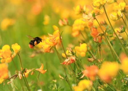 A red-tailed bumblebee coming in to land on yellow wildflowers