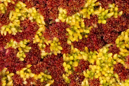 Red and green sphagnum mosses growing in a healthy peatland habitat