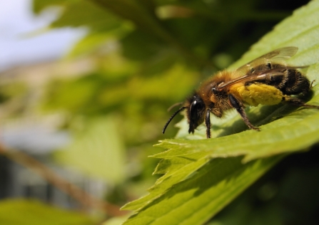 A tawny mining bee standing on a leaf with pollen sacks on its legs