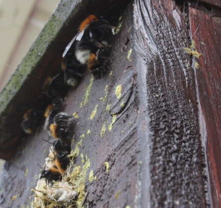 Tree bumblebees nesting in an old bird box