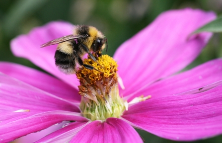 A white-tailed bumblebee feeding from a pink flower