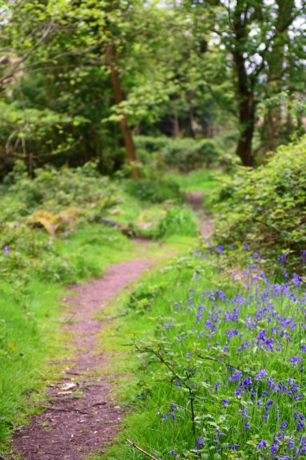 Bluebells lining the footpath through Boilton Wood at Brockholes