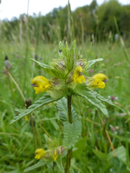 Yellow rattle flowers in a wildflower meadow at Brockholes nature reserve
