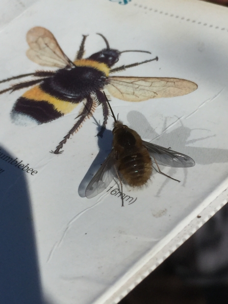 A dark-edged bee-fly resting on a bee ID guide at Seven Acres Nature Reserve