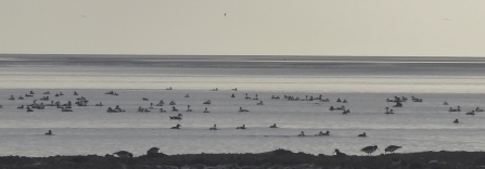 A flock of around 400 eider ducks swimming off Heysham