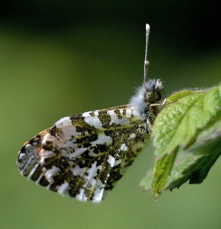 An orange tip butterfly resting on a leaf at Brockholes Nature Reserve