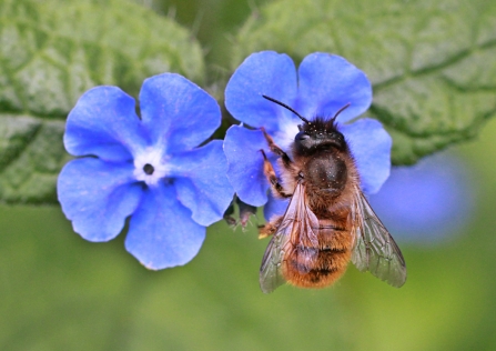 A red mason bee feeding from blue wildflowers