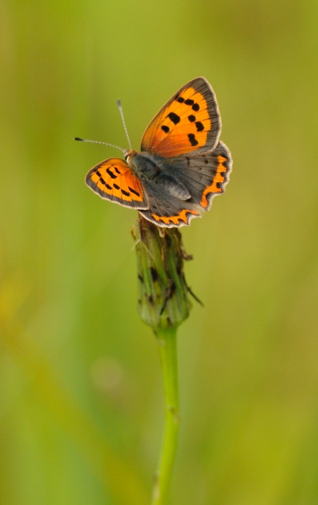 A small copper butterfly resting on a plant stem