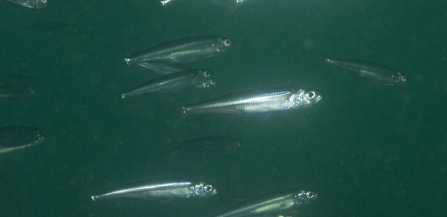 A group of smelt, a rare fish, swimming through the Irish Sea