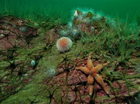 Sea urchins and starfish resting on the bottom of the ocean