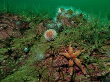 Sea urchins and starfish resting on the bottom of the ocean