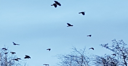 A group of jackdaws flying into their roosting site at dusk