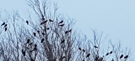 A group of jackdaws roosting in a tree at dusk