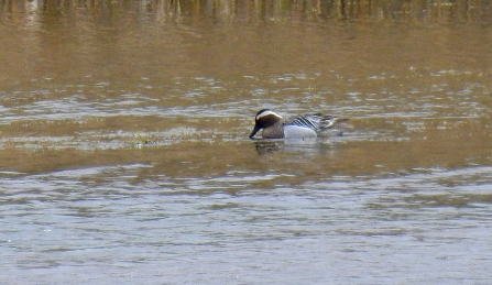 A male garganey duck swimming on a pool at Brockholes Nature Reserve