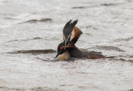 A great crested grebe grabbing a black-necked grebe by the neck at Lunt Meadows nature reserve