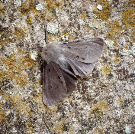 A male muslin moth resting on a tree covered in lichen